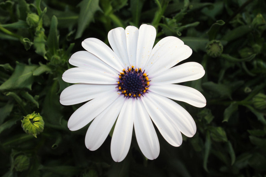 Osteospermum 'Astra White'