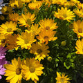 Osteospermum 'Margarita Plus Yellow'