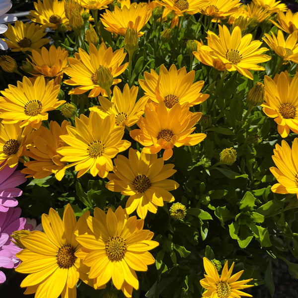 Osteospermum 'Margarita Plus Yellow'
