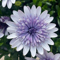 Osteospermum '4D Blue Ice'