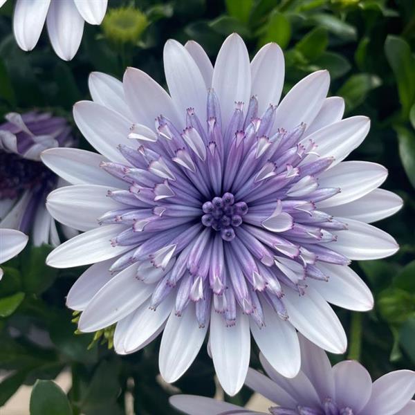 Osteospermum '4D Blue Ice'