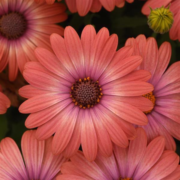 Osteospermum 'Serenity Coral Magic'
