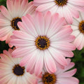 Osteospermum 'Serenity Pink Magic'
