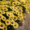Osteospermum 'Blue Eyed Beauty'
