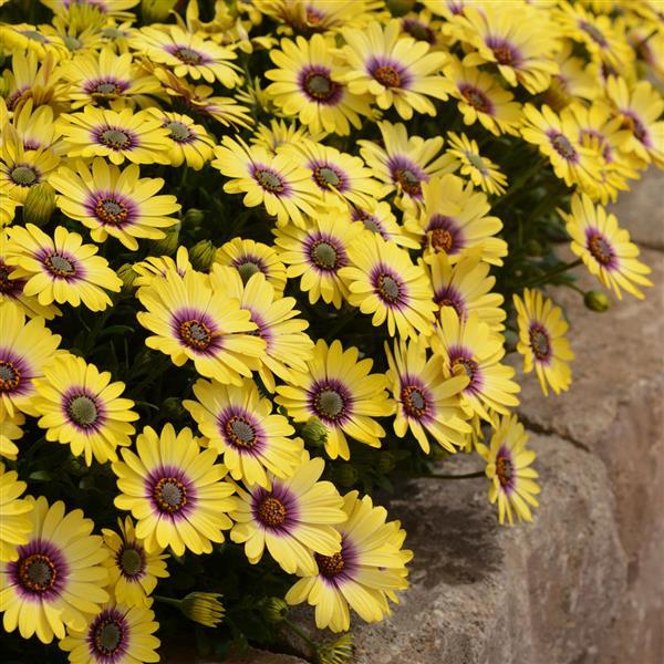 Osteospermum 'Blue Eyed Beauty'