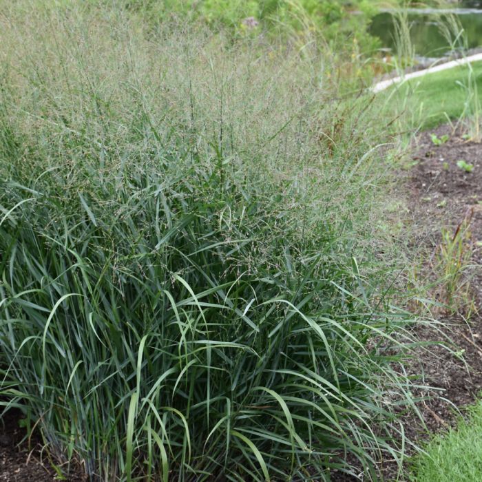 Switchgrass 'Prairie Dog'