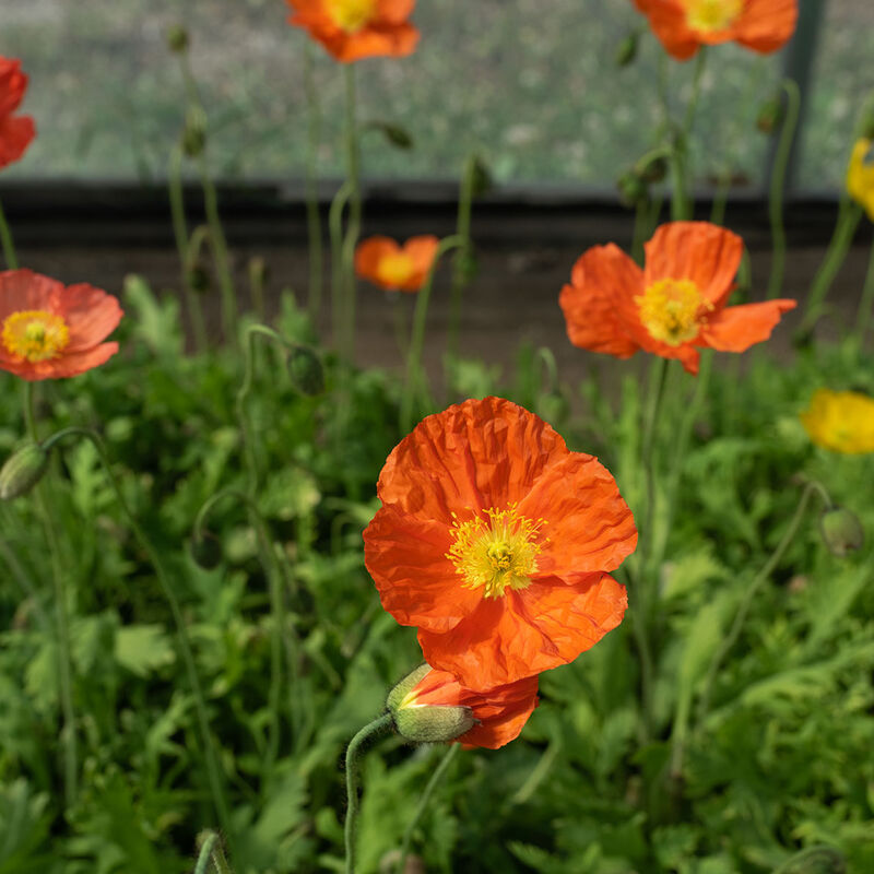 Poppy 'Champagne Bubbles'