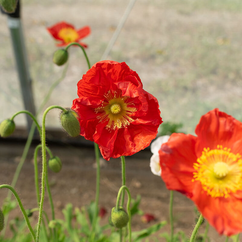 Poppy 'Champagne Bubbles'