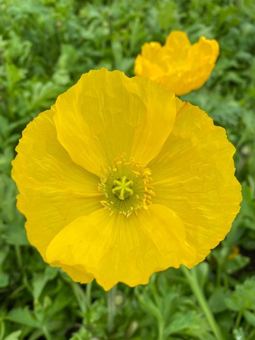 Poppy 'Champagne Bubbles'