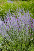 Perovskia Atriplicifolia 'Little Spire'