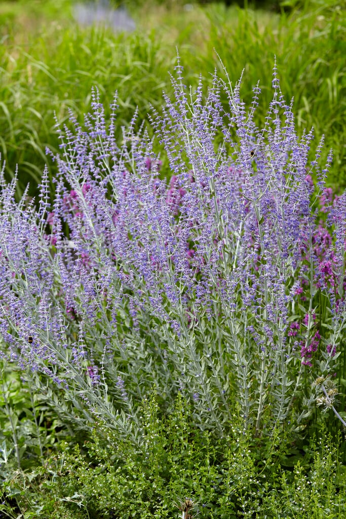 Perovskia Atriplicifolia 'Little Spire'