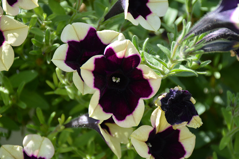 Petunia 'Headliner Dark Saturn'