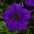 Petunia 'Headliner Blue'