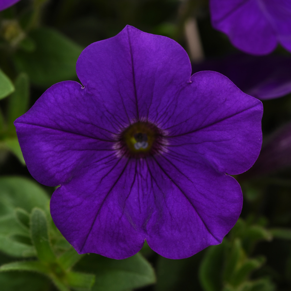 Petunia 'Headliner Blue'