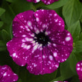 Petunia 'Headliner Electric Purple Sky'