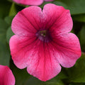 Petunia 'Headliner Lipstick'