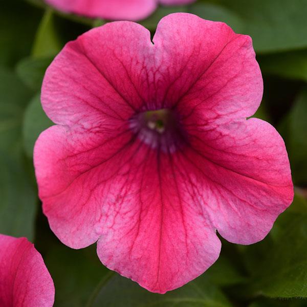 Petunia 'Headliner Lipstick'