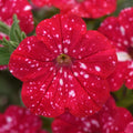 Petunia 'Headliner Strawberry Sky'