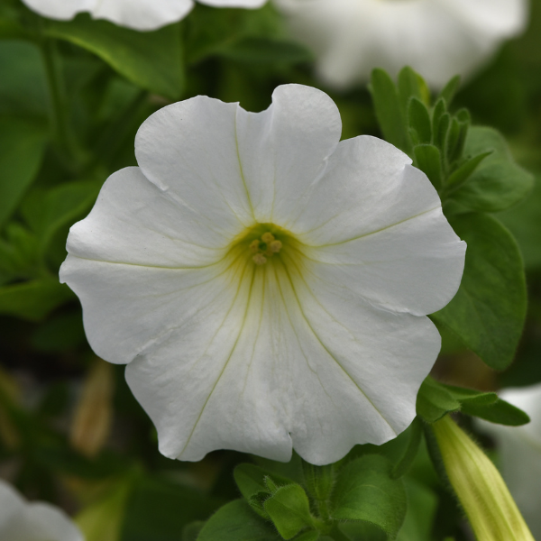 Petunia 'Headliner White'