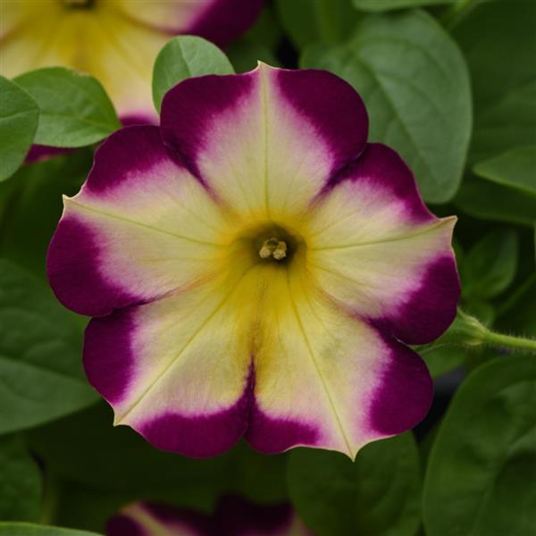 Petunia 'Headliner Banana Cherry'