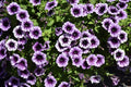 Petunia 'Headliner Blackberry Vein'