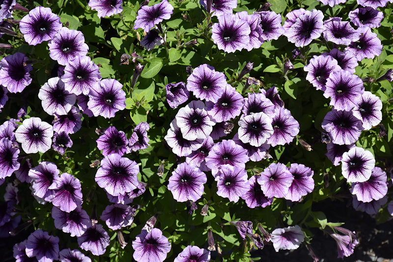 Petunia 'Headliner Blackberry Vein'