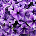Petunia 'Potunia Starfish'