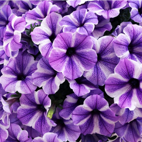 Petunia 'Potunia Starfish'