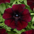 Petunia 'Starlet Pinot Red'
