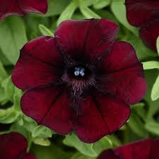 Petunia 'Starlet Pinot Red'