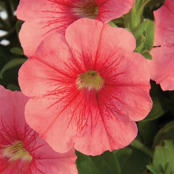 Petunia 'Starlet Salmon Red Vein'