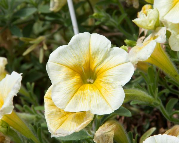 Petunia 'Starlet Yellow'