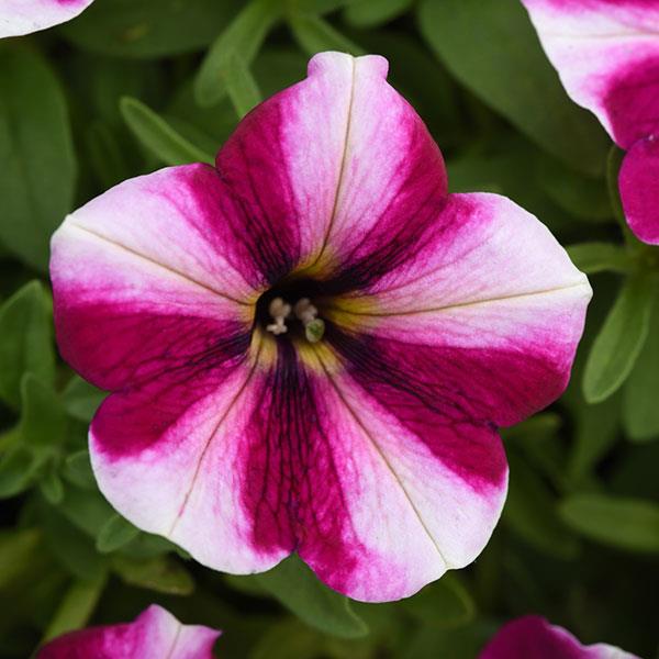 Petunia 'Starlet Magenta Star'
