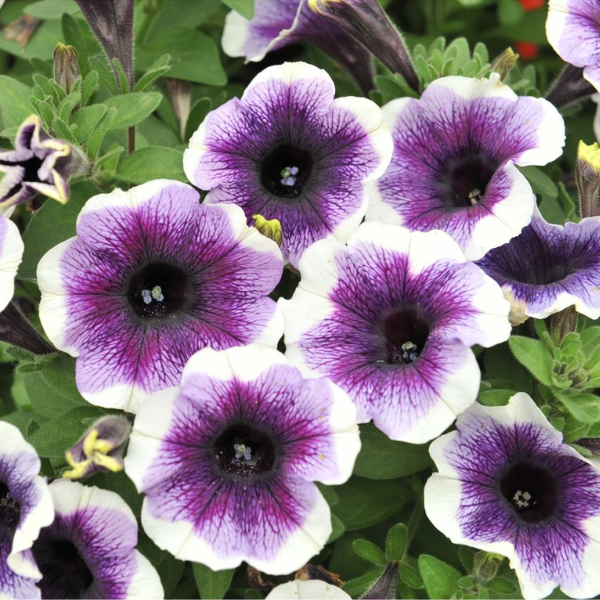 Petunia 'Potunia Purple Halo'