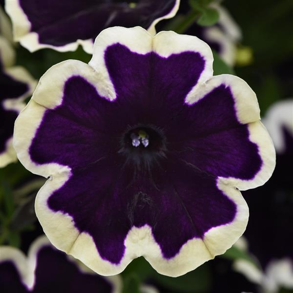 Petunia 'Sureshot Blueberries and Cream'