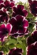 Petunia 'Sweetunia Miss Marvelous'