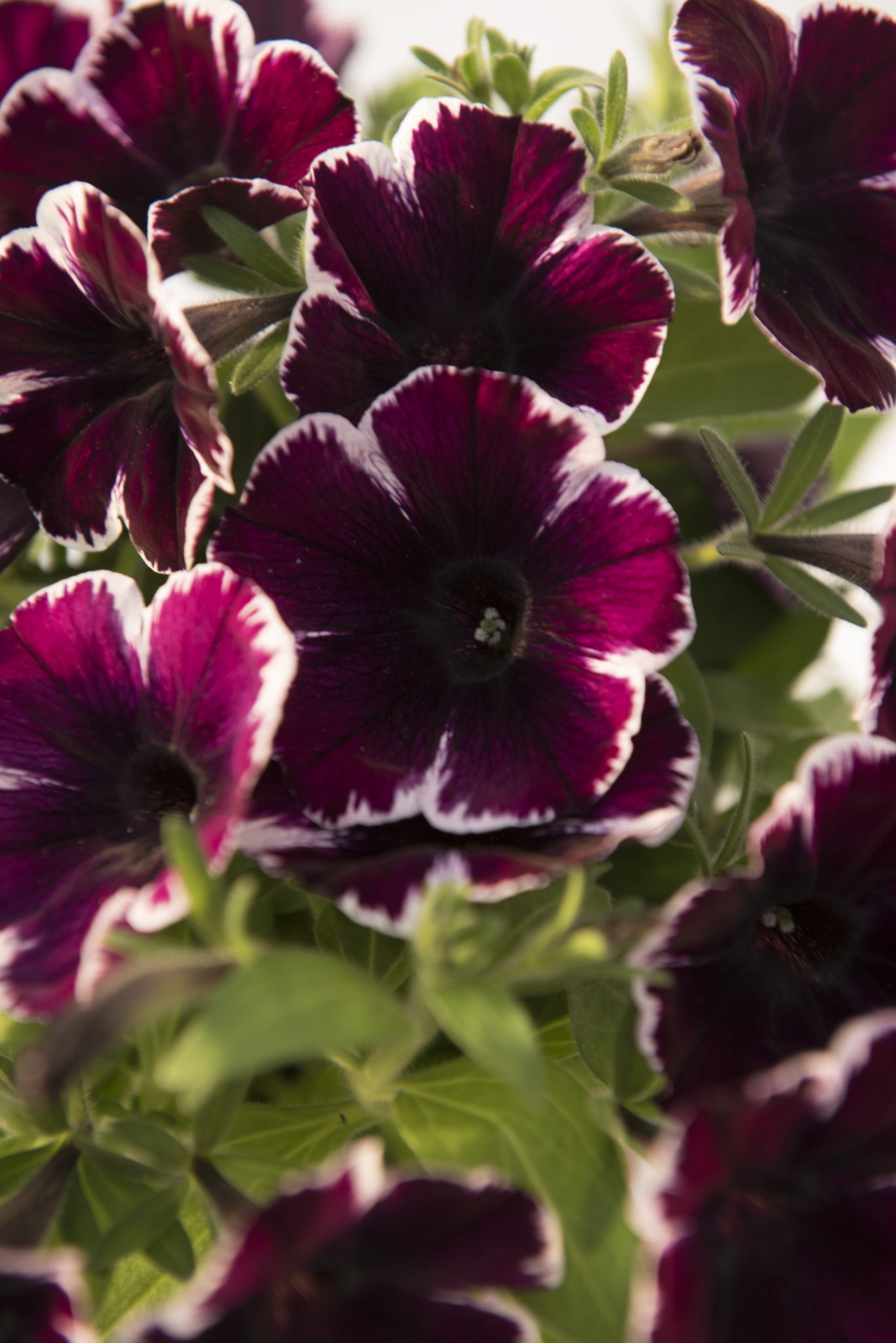 Petunia 'Sweetunia Miss Marvelous'