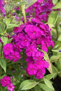 Phlox Paniculata 'Nicky'