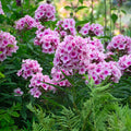 Phlox Paniculata 'Bright Eyes'