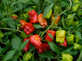 'Cajun Belle' Pepper