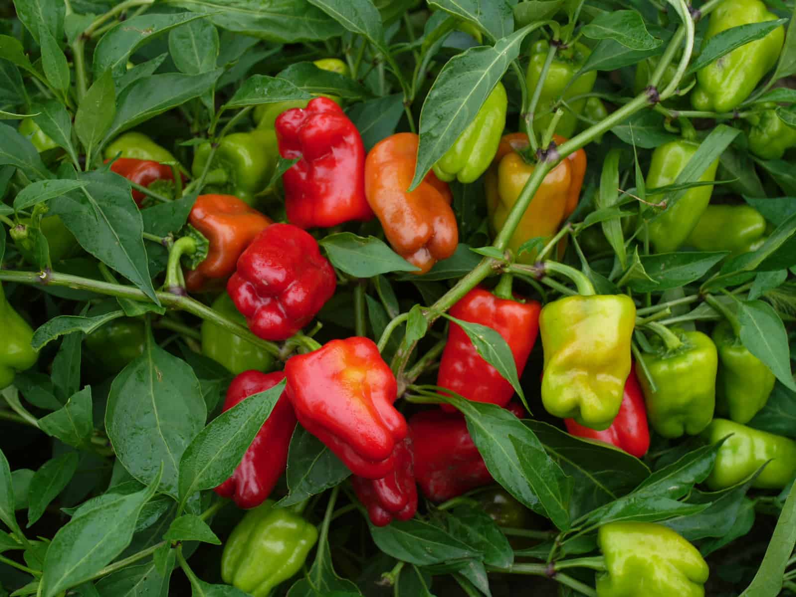 'Cajun Belle' Pepper