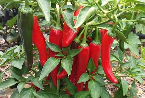 Chili Pepper 'Cayennetta'