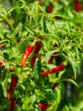 Piment Fort 'Cheyenne'