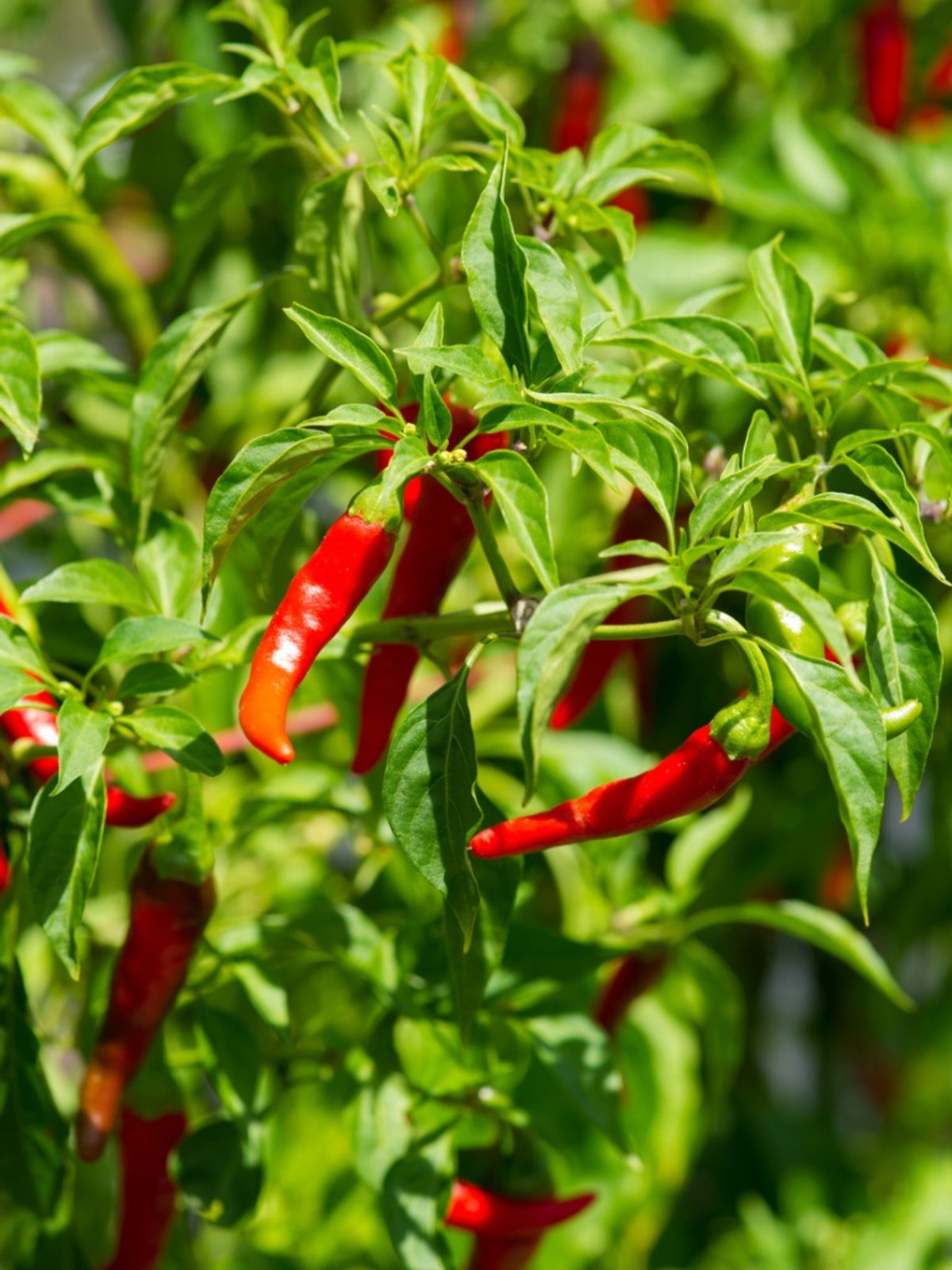 Hot Pepper 'Cheyenne'