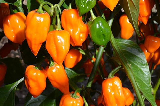 Habanero Orange Hot Pepper