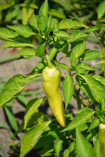 'Hungarian Hot Wax' Hot Pepper