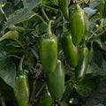 Piment Fort 'Jalapeno La Bomba'