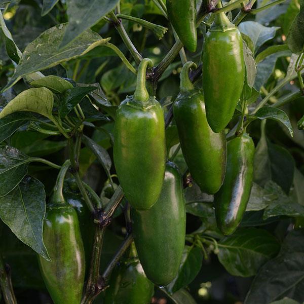 Hot Pepper 'Jalapeno La Bomba'