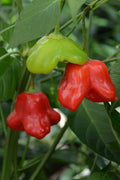 Piment Fort 'Mad Hatter'