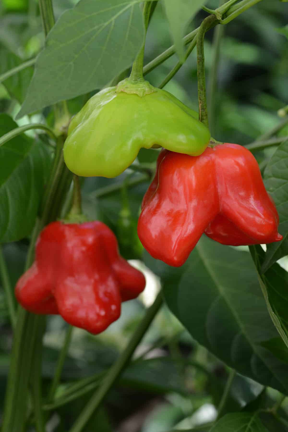 'Mad Hatter' Hot Pepper